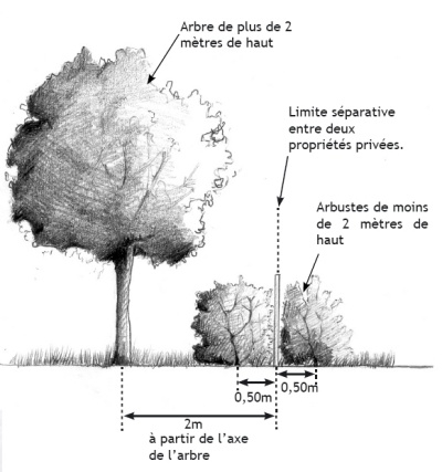 L’attribut alt de cette image est vide, son nom de fichier est taille_haie_mitoyennete.jpg.