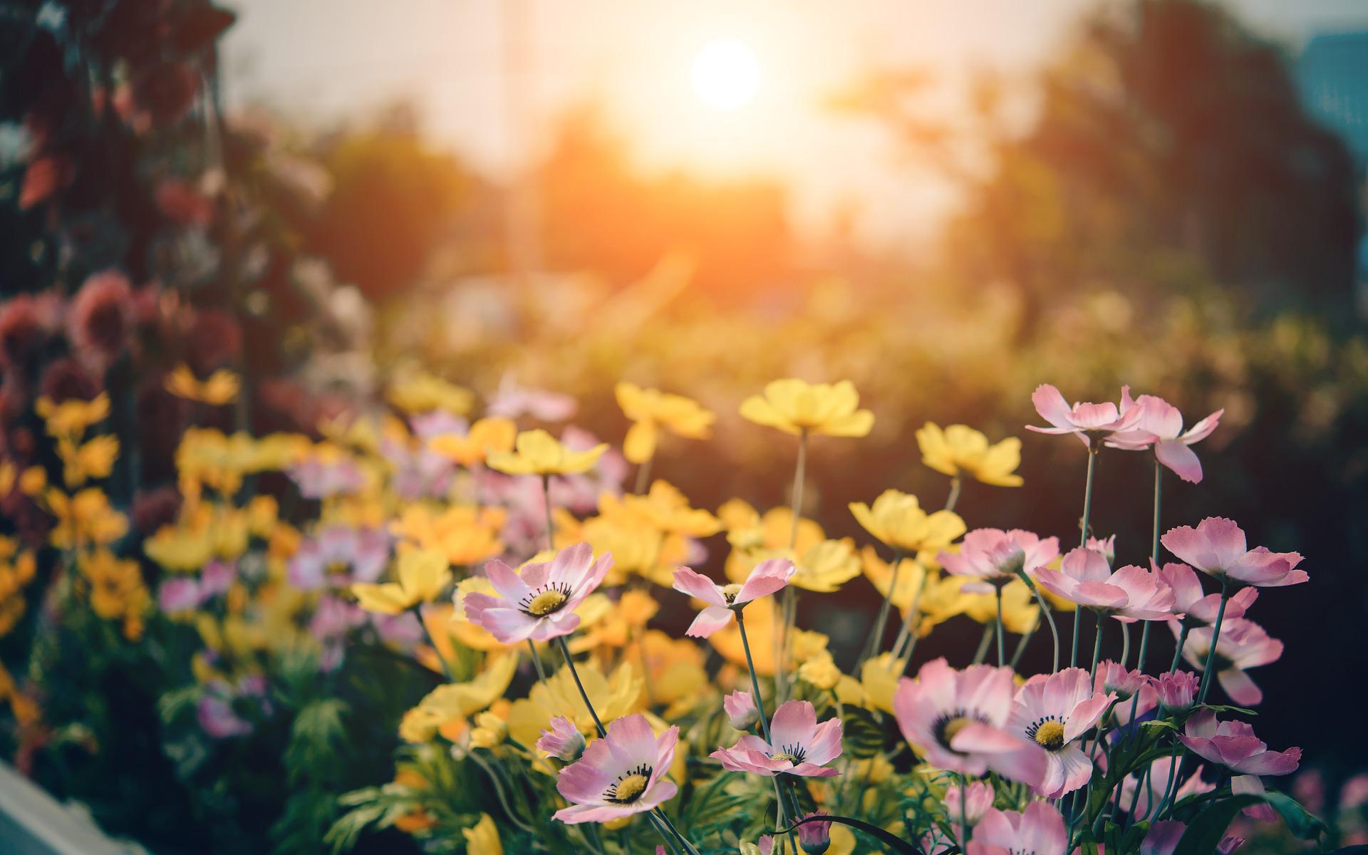 Concours Jardins Fleuris : téléchargez le formulaire