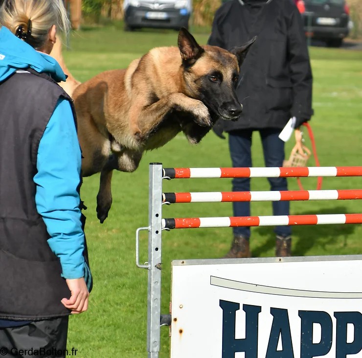 Concours de chien de travail