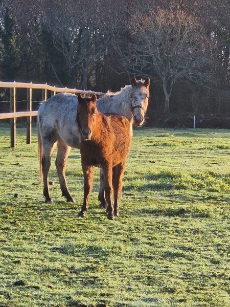 Fête du cheval