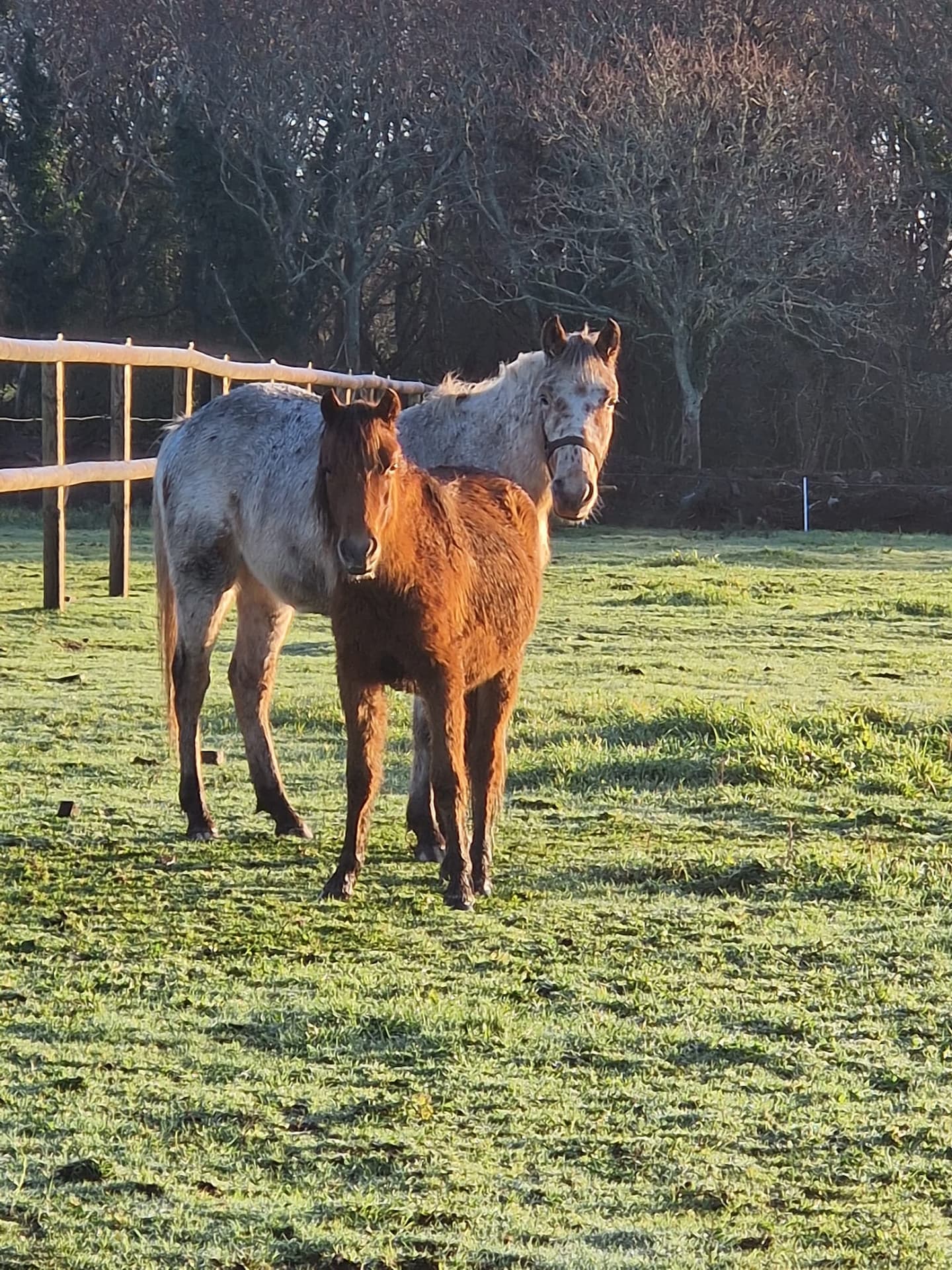 Fête du cheval