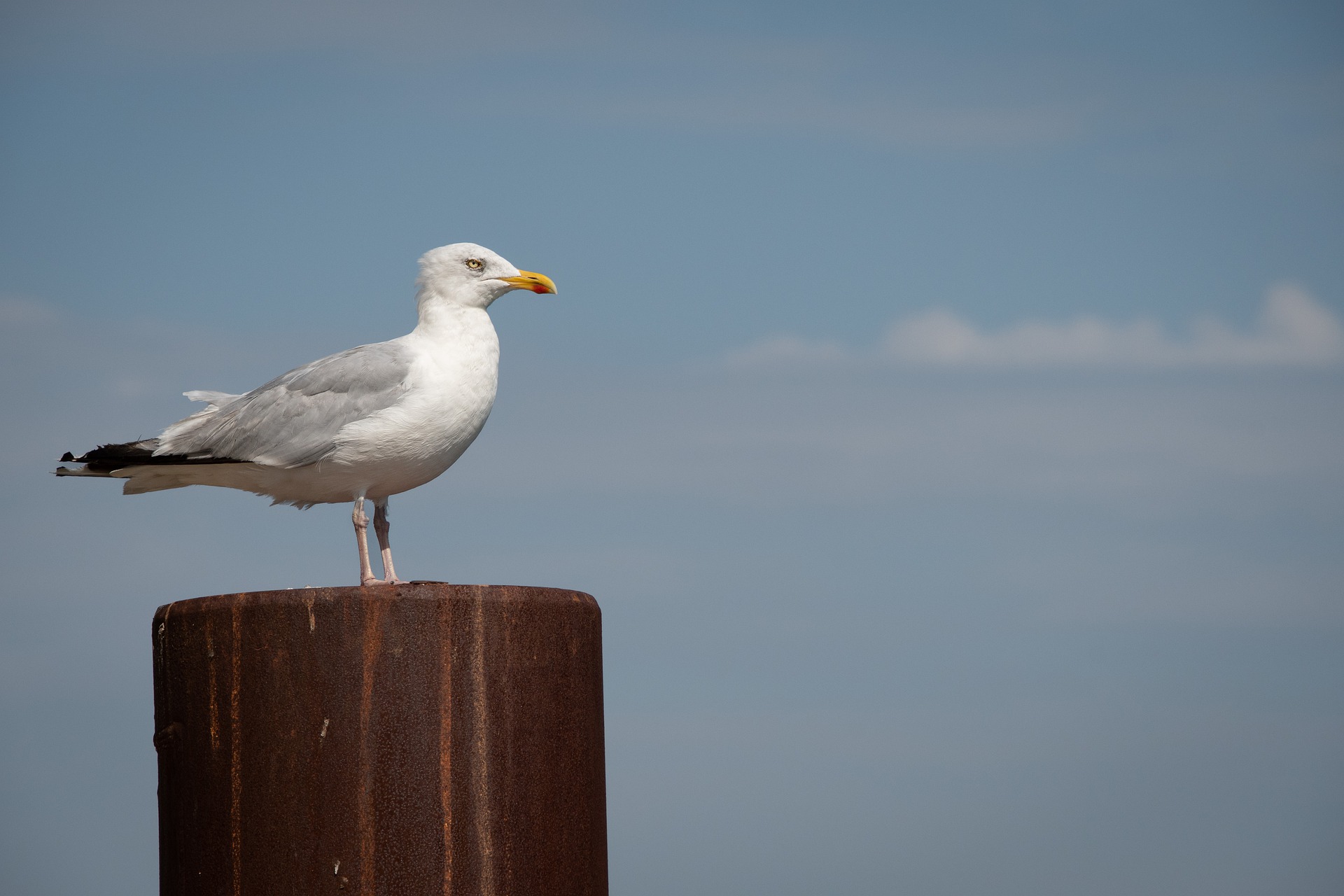 Nids et œufs d’oiseaux : il est interdit de les détruire, de les enlever ou de les endommager