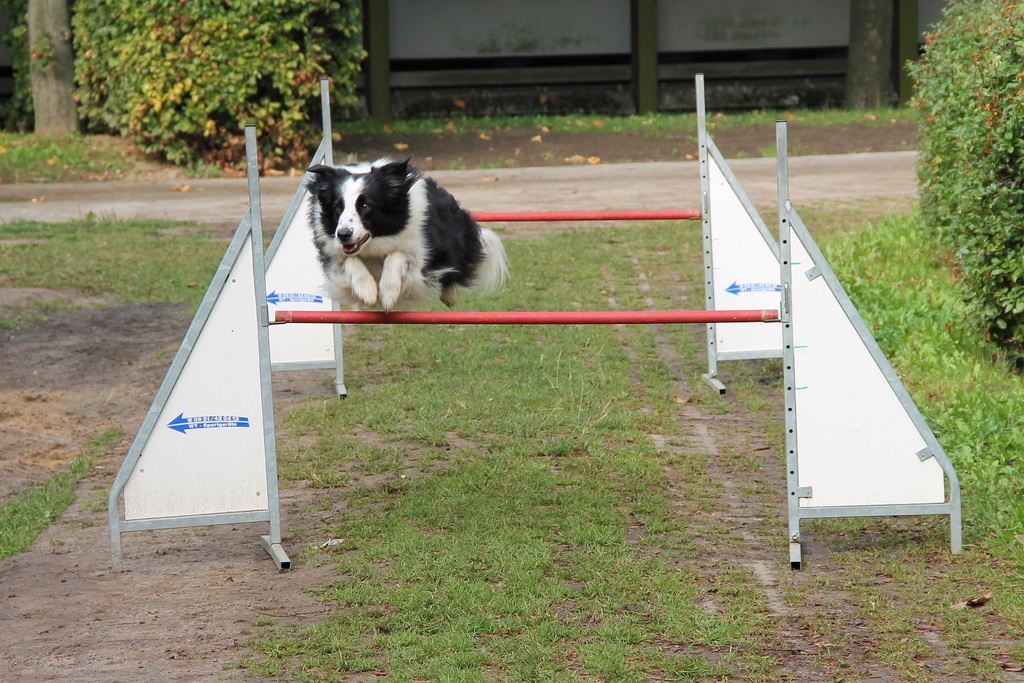 Concours chiens de travail