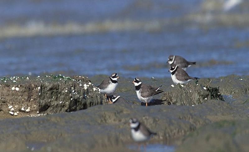 Sortie ornithologique avec Bretagne Vivante