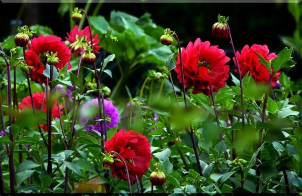 Concours des jardins & maisons fleuris : formulaire d’inscription