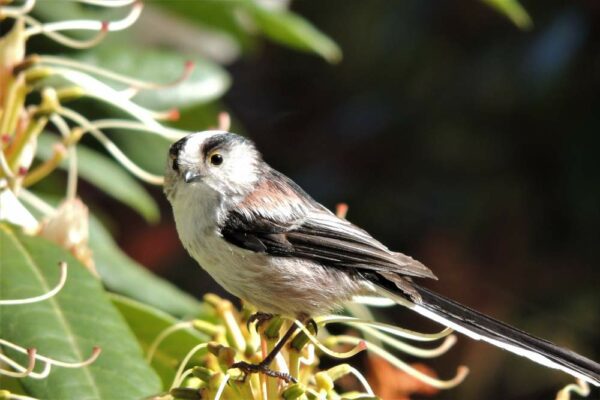 Comptage des oiseaux