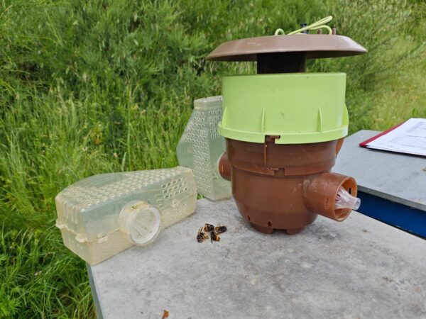 Piégeage des frelons asiatiques : Réunion d’information 