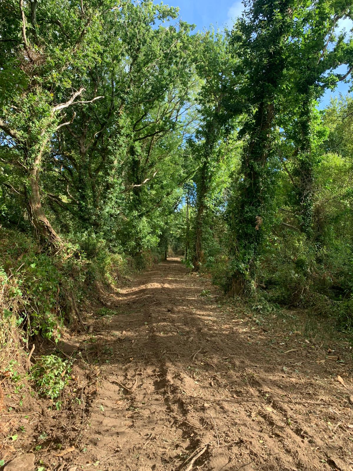 Bois de Queinnec / Saint Alour : les travaux d’aménagement du futur cheminement ont debuté