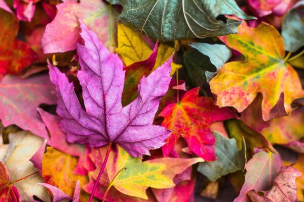 Atelier feuilles d&rsquo;automne
